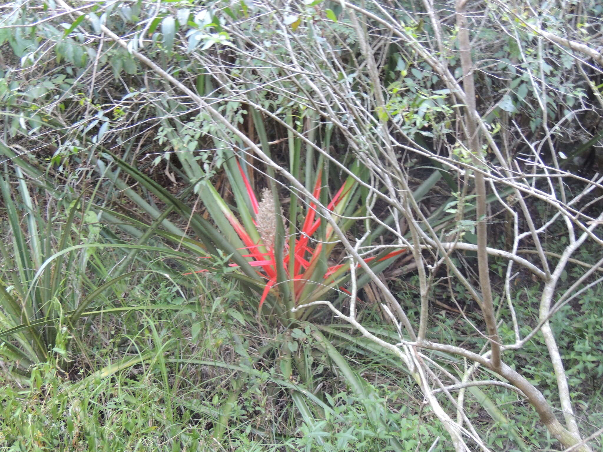 Image of Bromelia balansae Mez