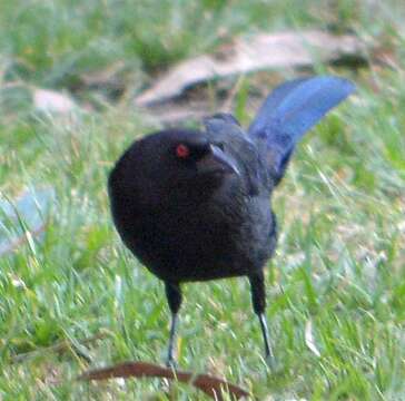 Image of Bronzed Cowbird