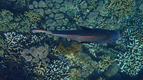 Image of Giant sweetlips