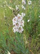 Image of Goodenia albiflora Schltdl.