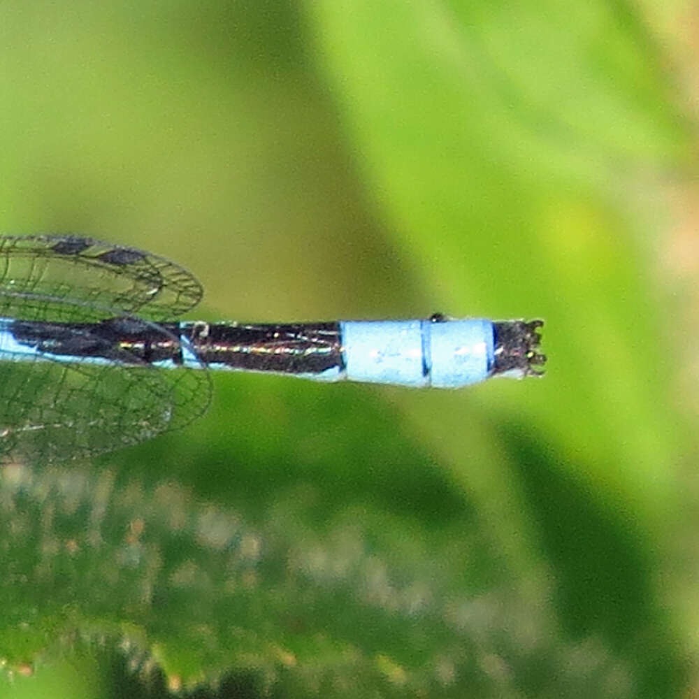 Image of Marsh Bluet