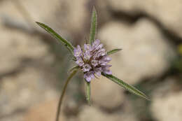 Image of Lomelosia divaricata (Jacq.) W. Greuter & Burdet