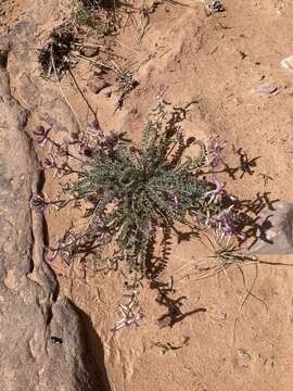 Image of woolly locoweed