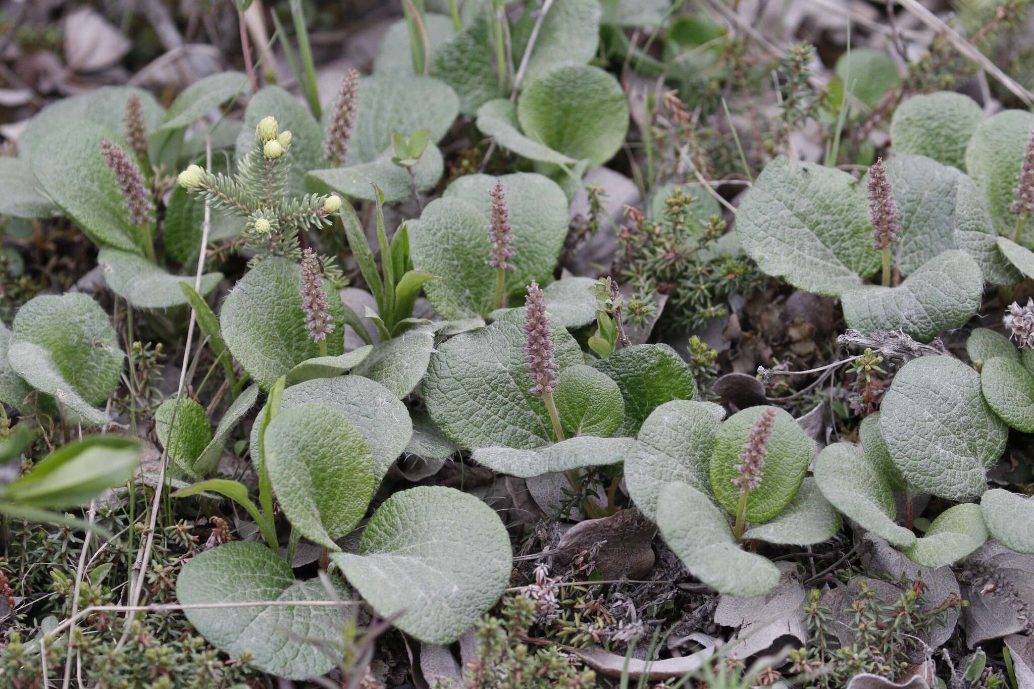 Image of netleaf willow