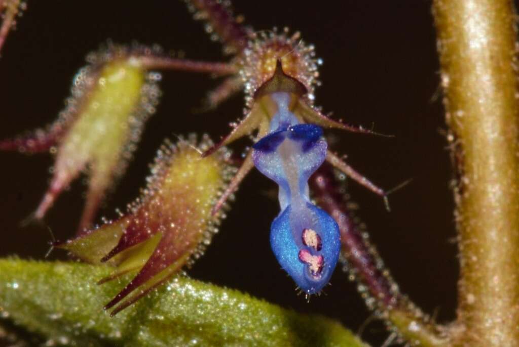 صورة Plectranthus efoliatus (De Wild.) A. J. Paton