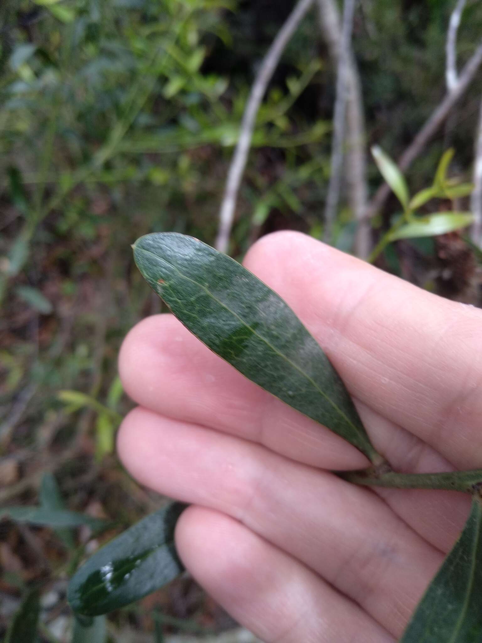 Imagem de Daviesia corymbosa Sm.