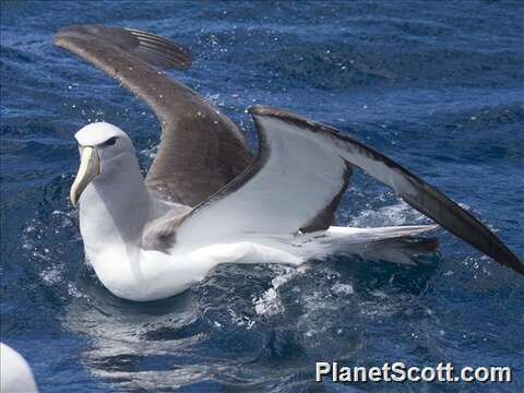 Image of Salvin's Albatross