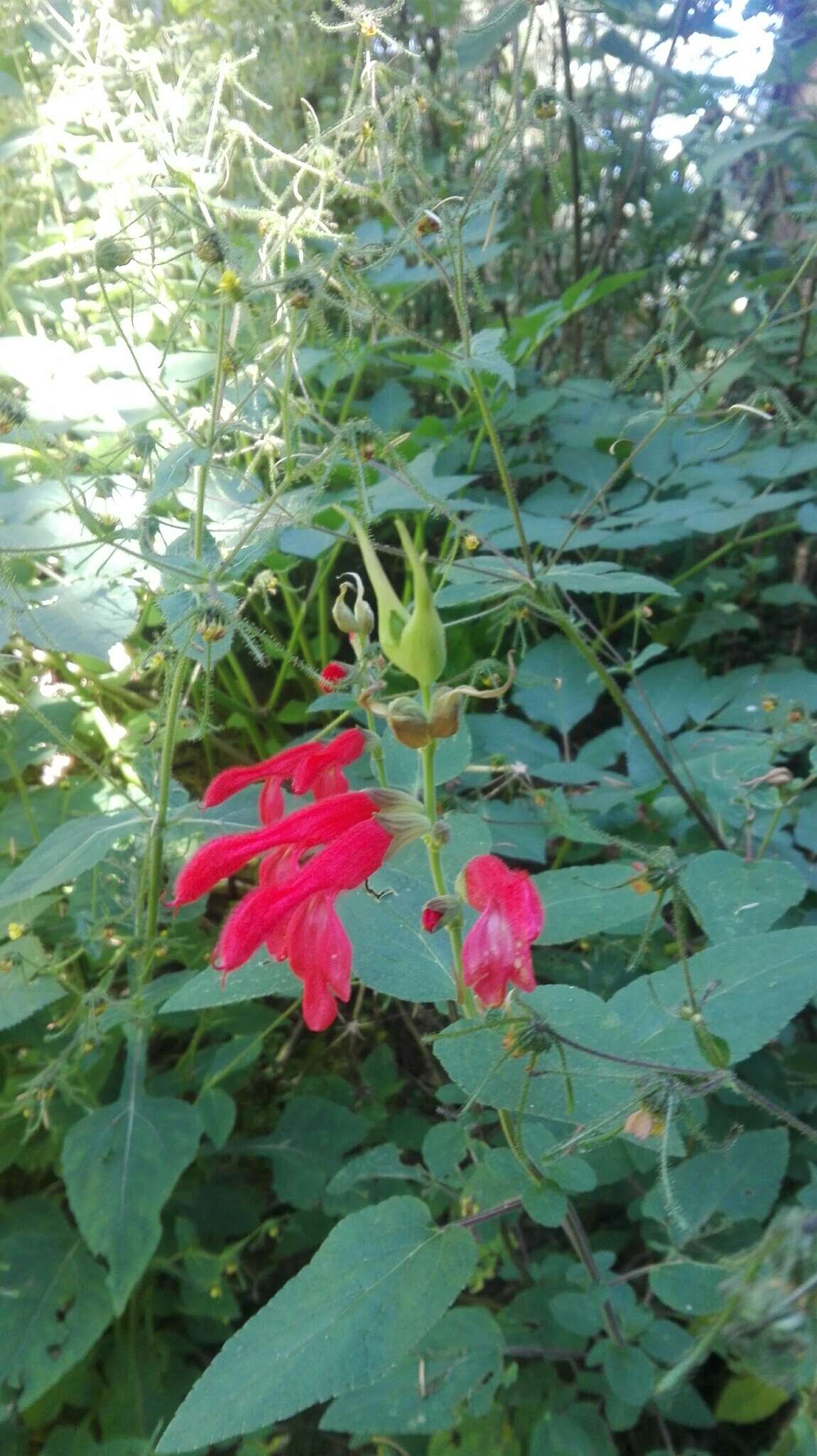 Imagem de Salvia fulgens Cav.