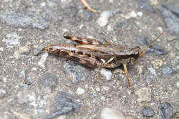 Melanoplus fasciatus (Walker & F. 1870) resmi