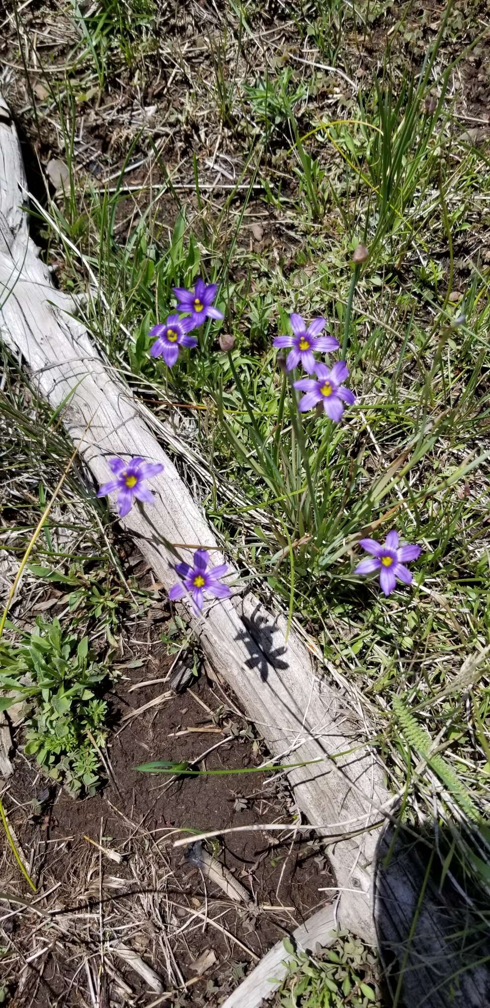 Image of Stiff Blue-Eyed-Grass