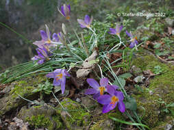 Image of early crocus