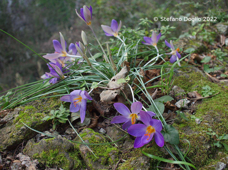 Image of early crocus