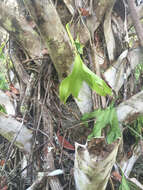 Image of cheiroglossa fern