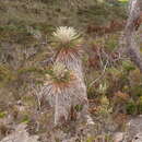 Image of Espeletiopsis jimenez-quesadae (Cuatrec.) J. Cuatrec.