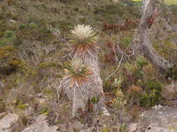 Imagem de Espeletiopsis jimenez-quesadae (Cuatrec.) J. Cuatrec.