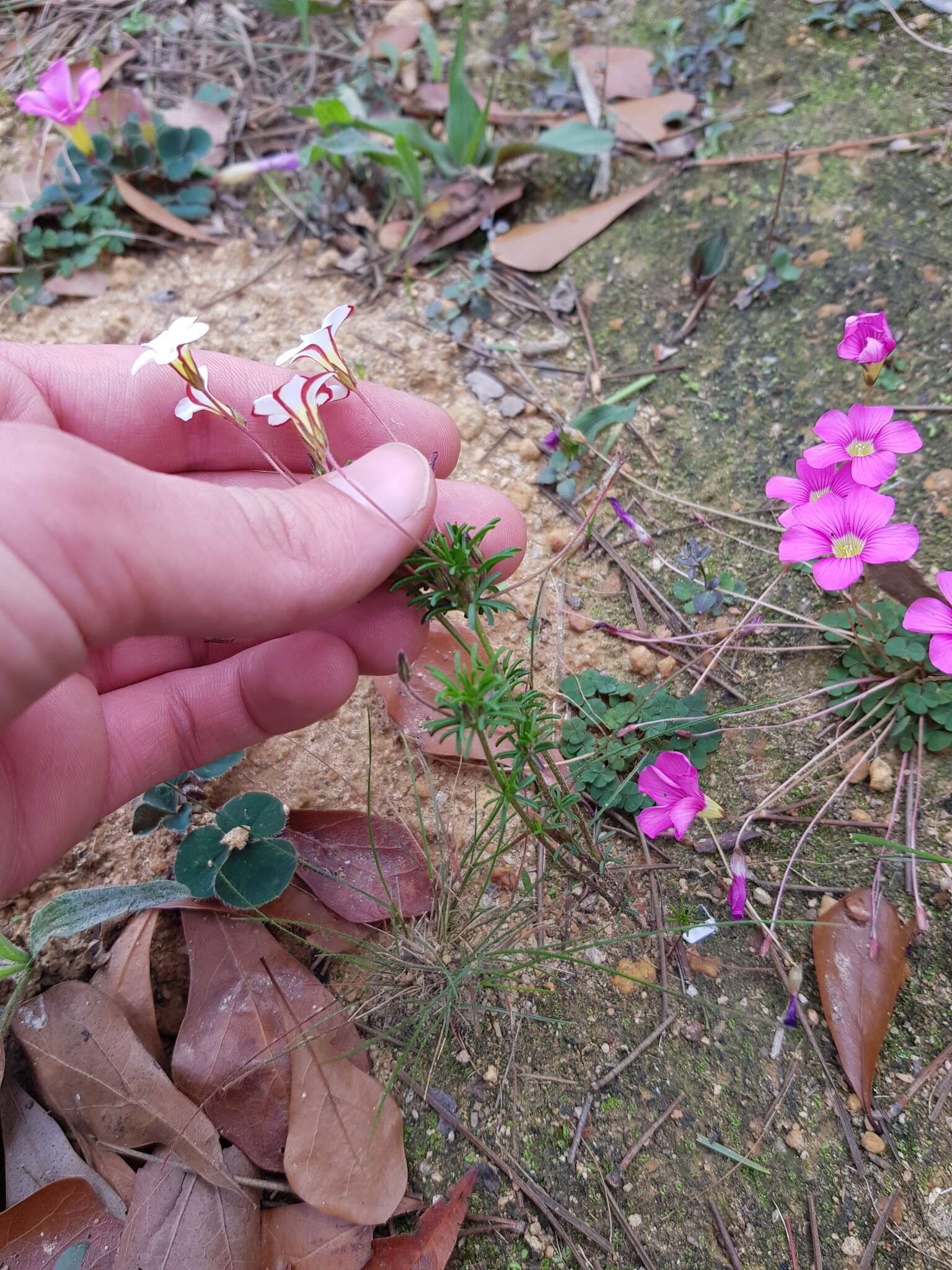 Sivun Oxalis tenuifolia Jacq. kuva