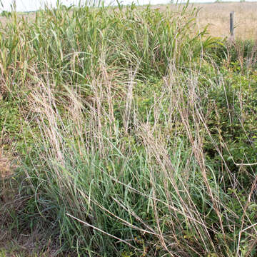 Image of switchgrass