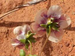 Image of Diascia decipiens K. E. Steiner