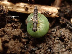 Stenus (Stenus) bimaculatus Gyllenhal 1810 resmi