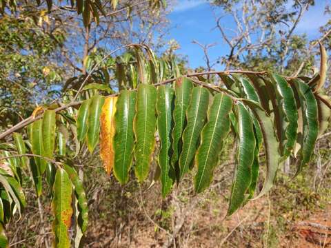 Image of Mabea fistulifera Mart.