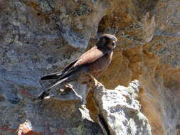 Image of Madagascar Kestrel