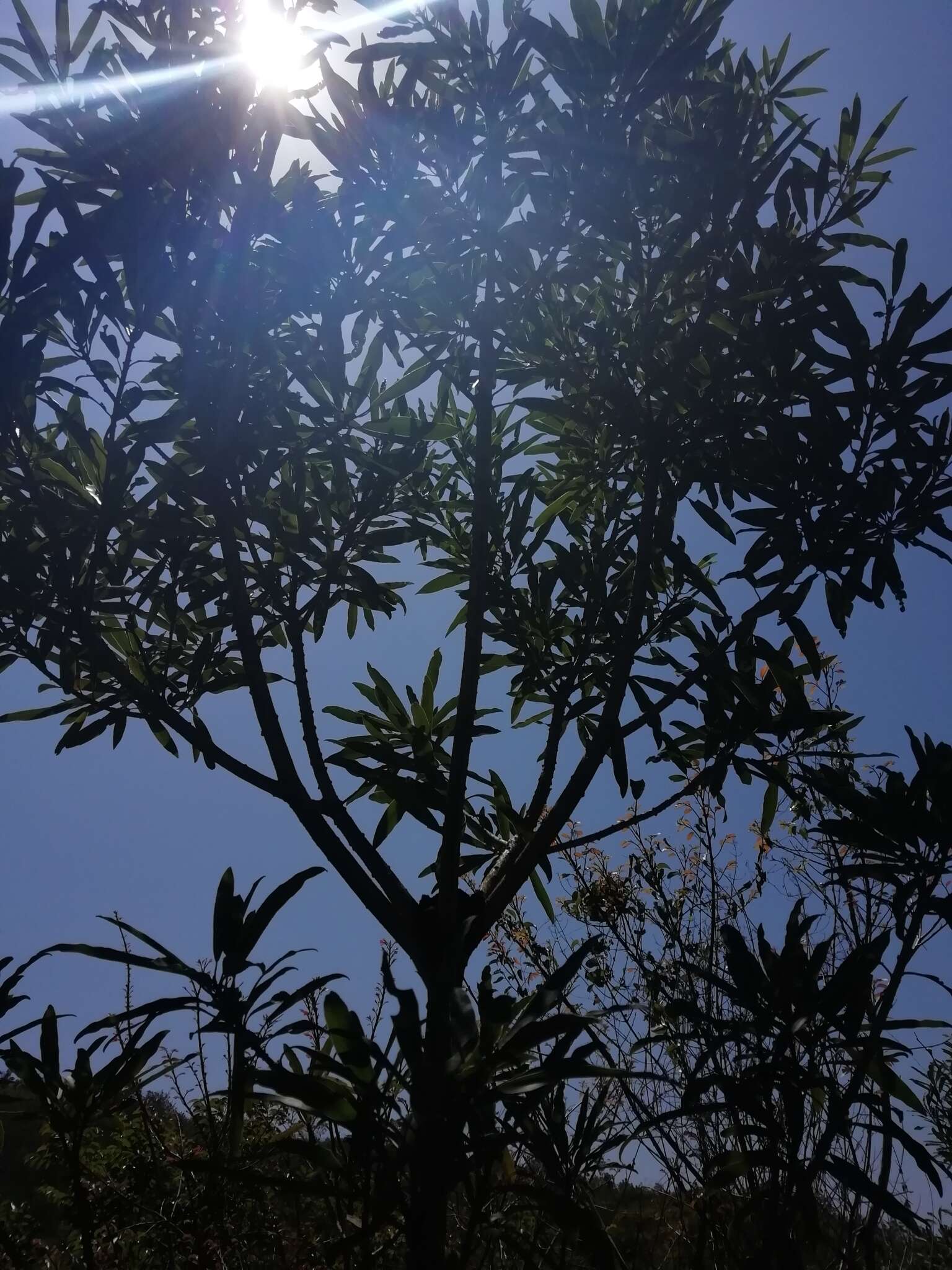 Image of Protorhus longifolia (Bernh.) Engl.