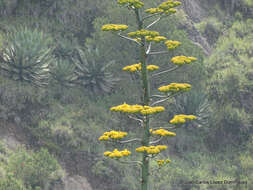 Image de Agave americana subsp. protamericana Gentry