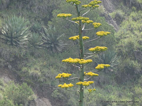 Imagem de Agave americana subsp. protamericana Gentry