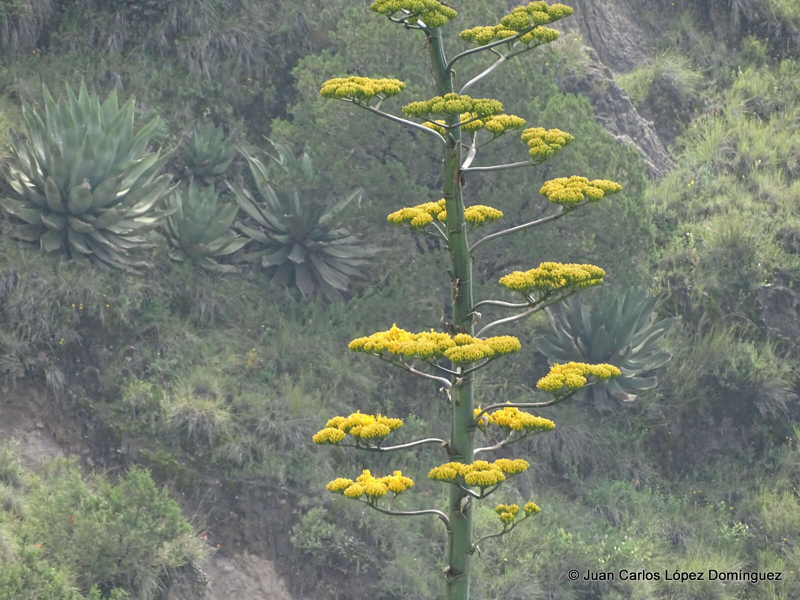 Image de Agave americana subsp. protamericana Gentry