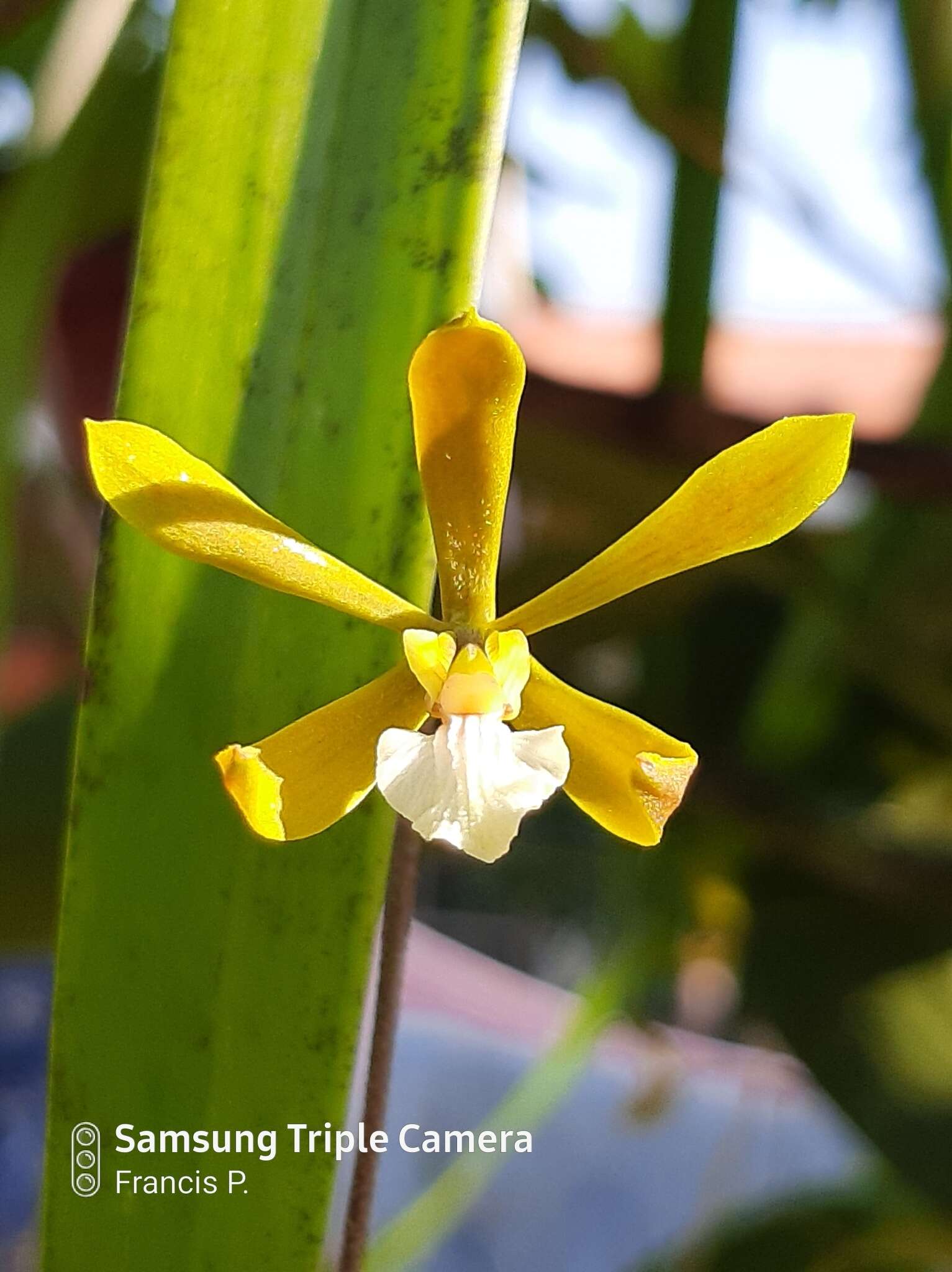 Слика од Encyclia stellata (Lindl.) Schltr.