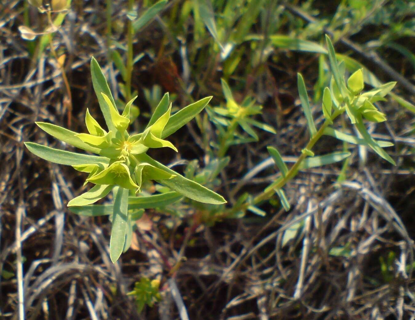 صورة Euphorbia taurinensis All.