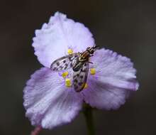 Image of Poecilognathus punctipennis (Walker 1849)