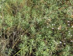 Слика од Achillea ochroleuca Ehrh.