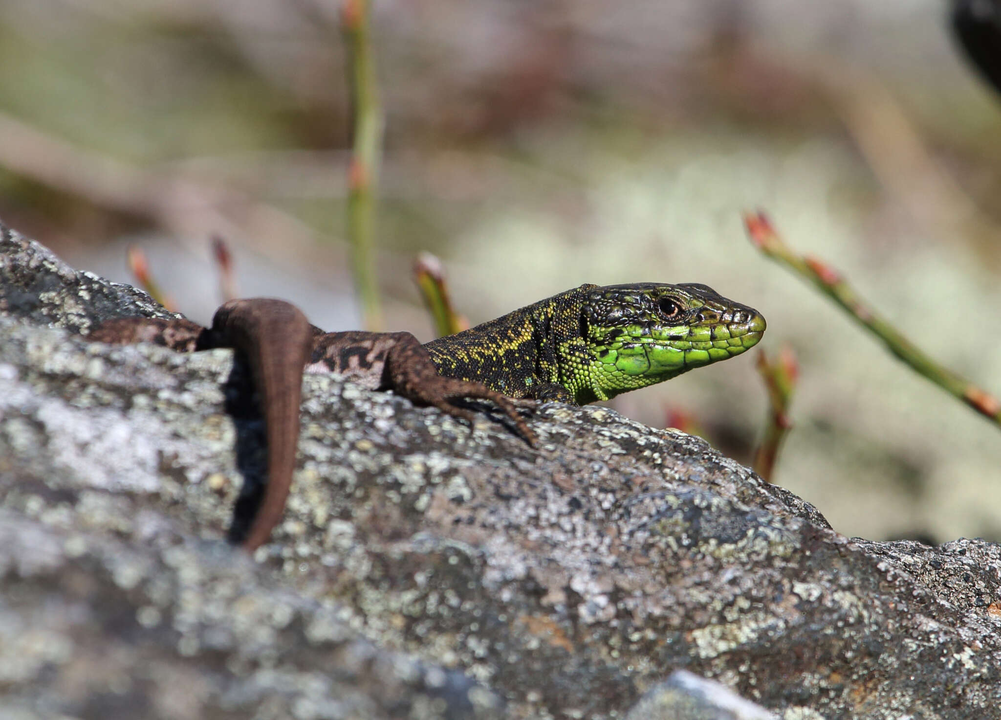 Image of Iberian rock lizard