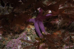 Image of Bloody Henry starfish