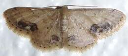 Image de Idaea chotaria Swinhoe 1886