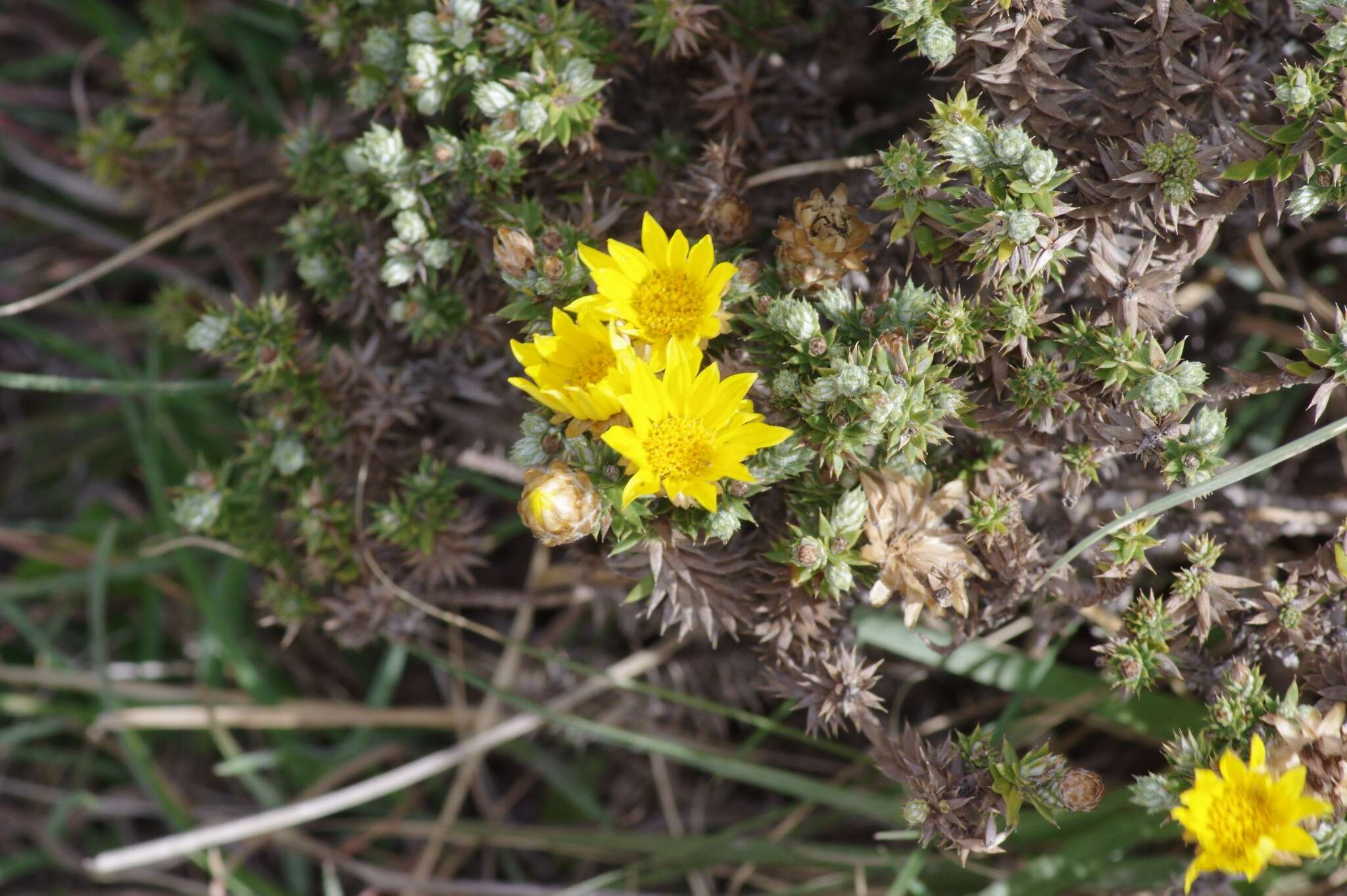 Imagem de Arrowsmithia styphelioides DC.