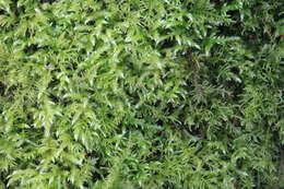 Image of rough-stalked feather-moss