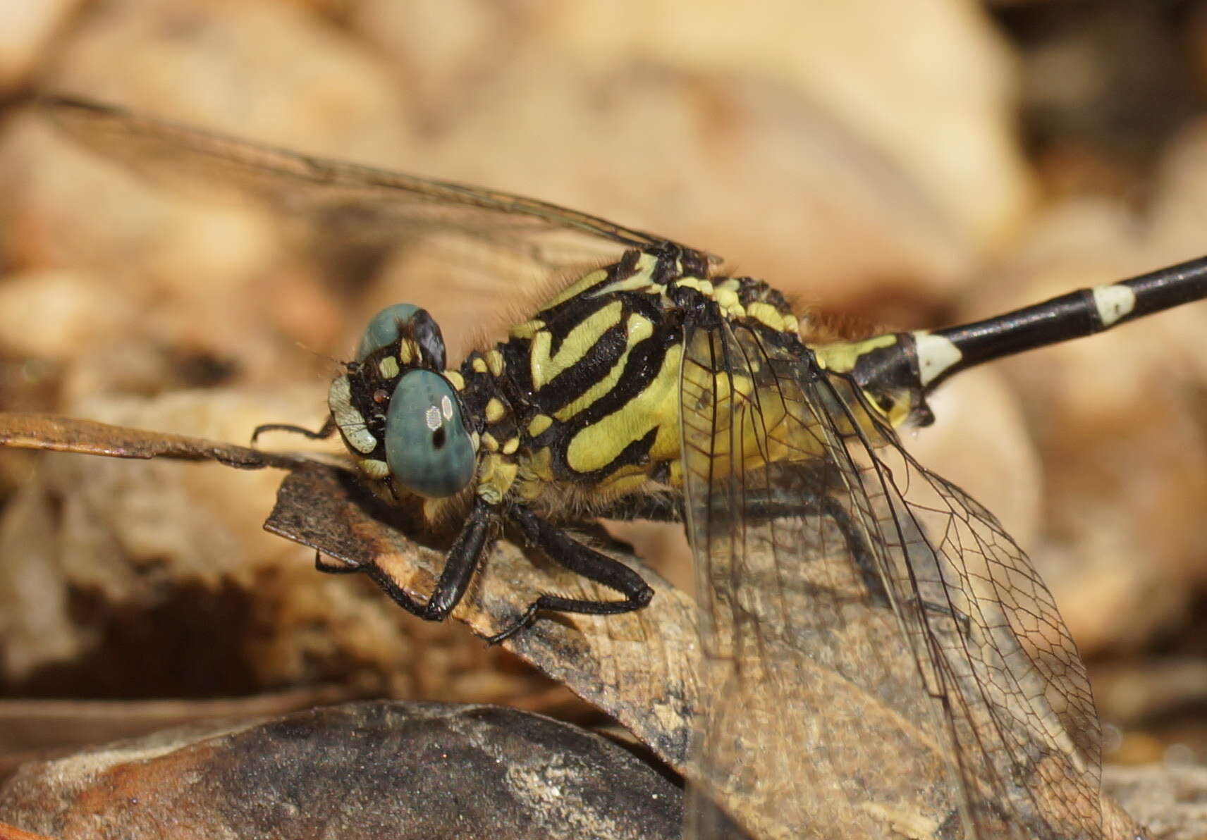 Image of Hemigomphus heteroclytus Selys 1854