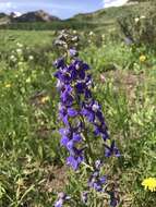 Image of twolobe larkspur