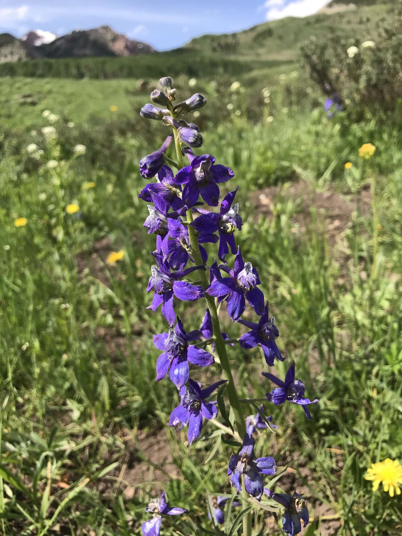 Image of twolobe larkspur