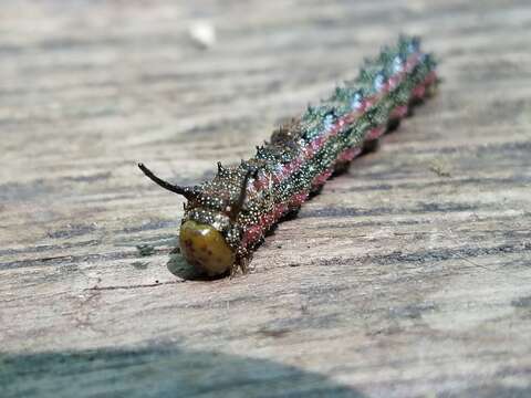 Image of Pink-striped Oakworm