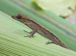 Image of Anolis apletophallus Köhler & Sunyer 2008