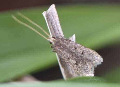 Plancia ëd Lecithocera imprudens Meyrick 1914