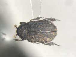 Image of <i>Trox hamatus</i>