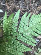 Image of Dudley's swordfern