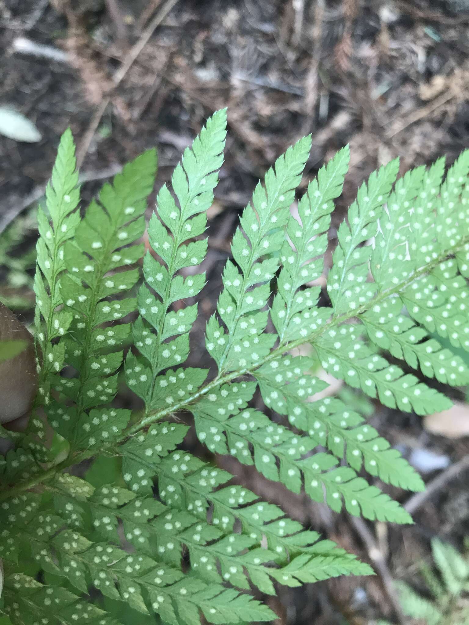 Sivun Polystichum dudleyi Maxon kuva