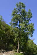 Image of Populus mexicana Wesmael