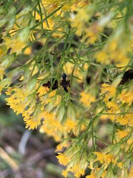 Imagem de Phymata fasciata mystica Evans 1931