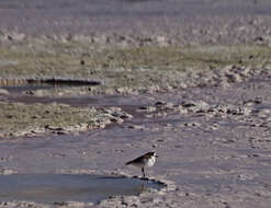 Image of Puna Plover